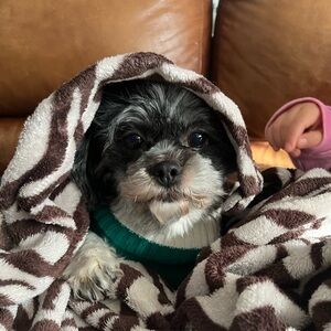 Meet your Posher, Adore